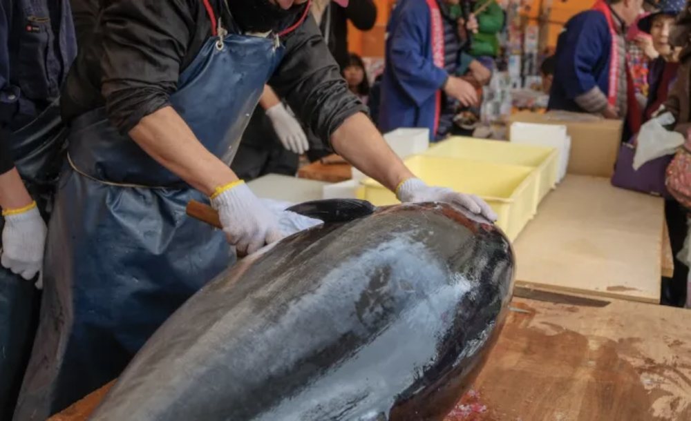 A whole bluefin broken down live at the event